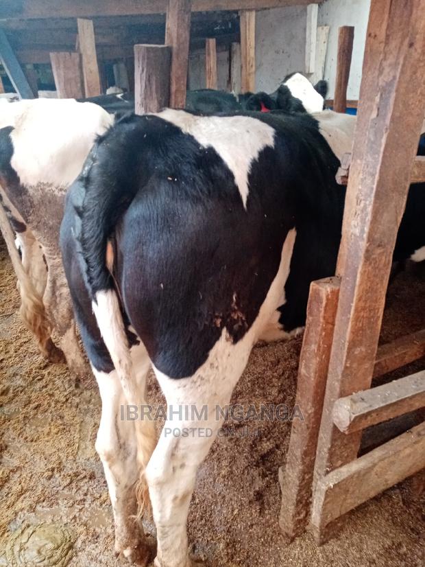 Heifers for Sale - thumbnail 5