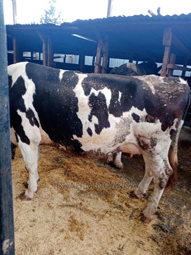 Heifers for Sale - thumbnail 10