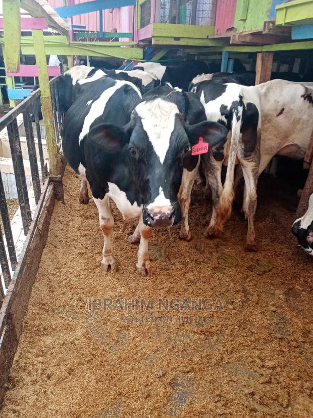 Heifers for Sale - thumbnail 11