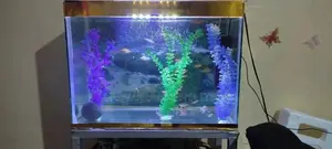 Magnificent Graveless 80L Aquarium