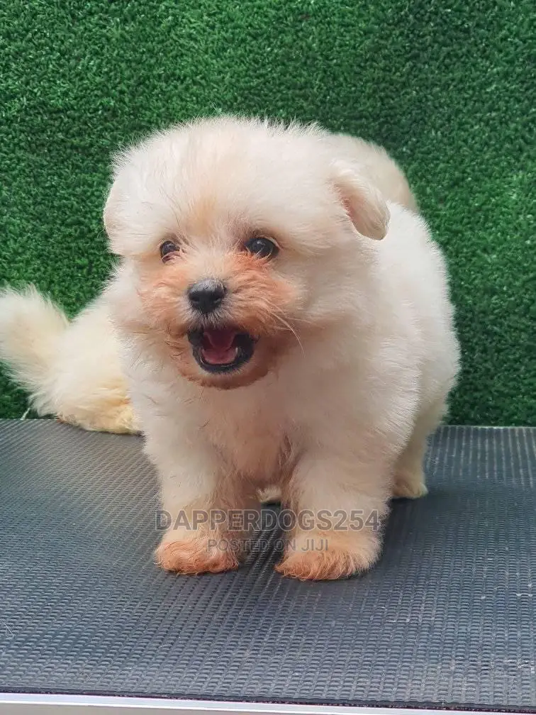1-3 Months Male Purebred Maltese