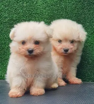 1-3 Months Male Purebred Maltese