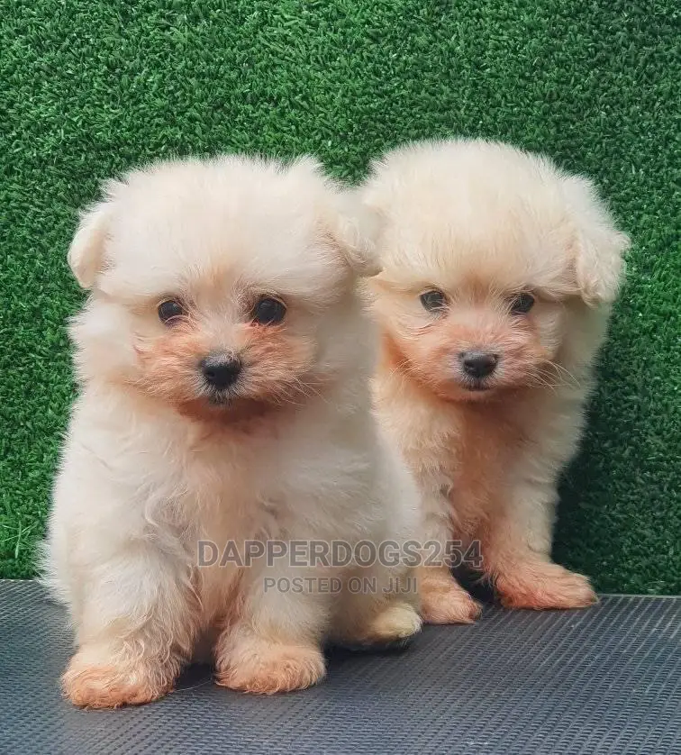 1-3 Months Male Purebred Maltese
