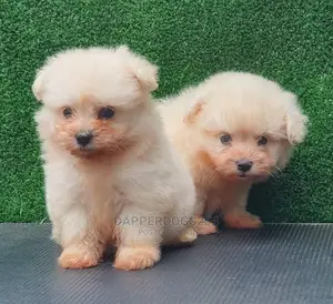 1-3 Months Male Purebred Maltese