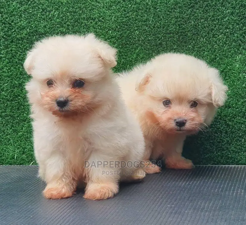 1-3 Months Male Purebred Maltese