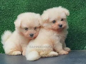1-3 Months Male Purebred Maltese