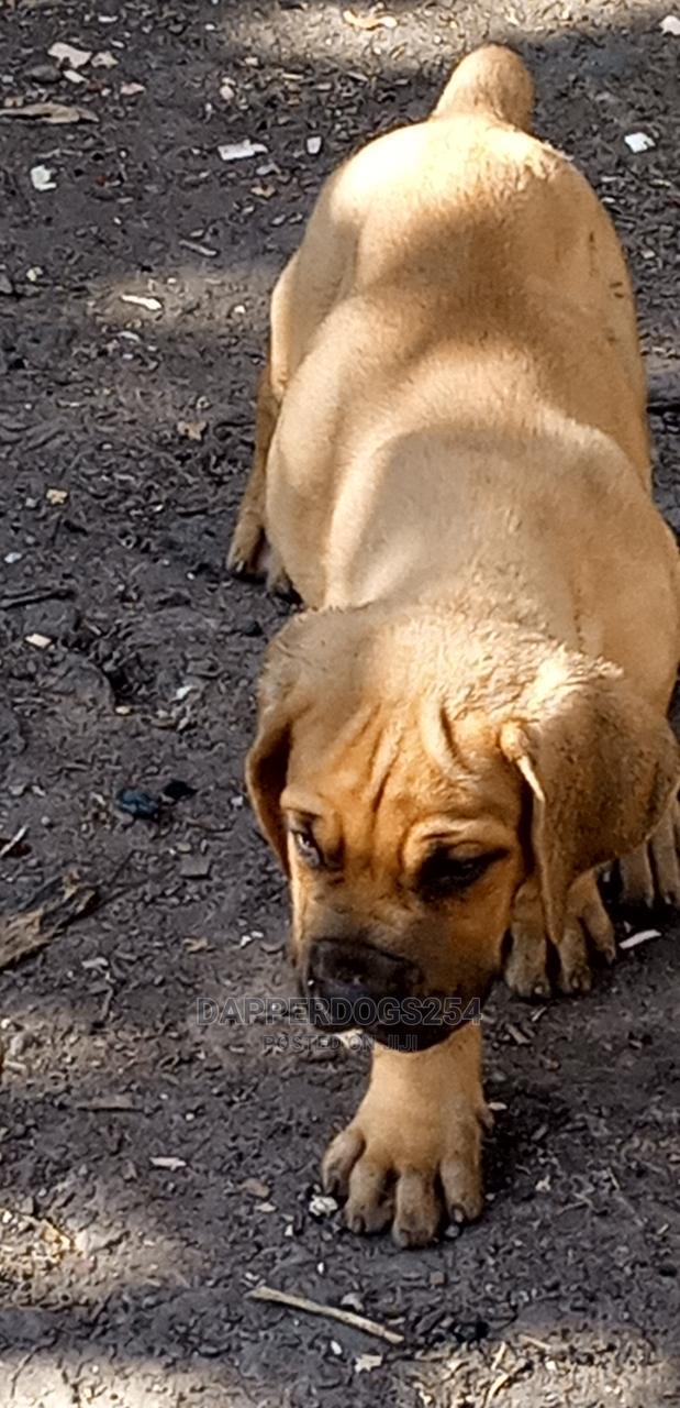 1-3 Month Male Purebred Boerboel