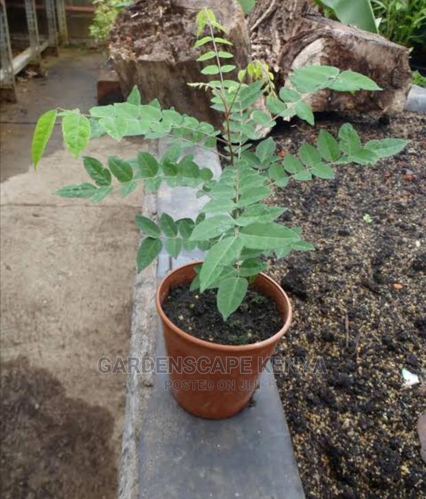 Star Fruit Seedlings