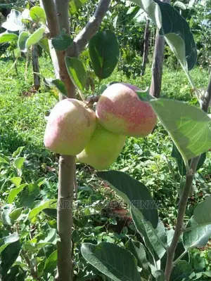 Anna Apple