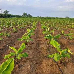 Plantain Banana Seedlings