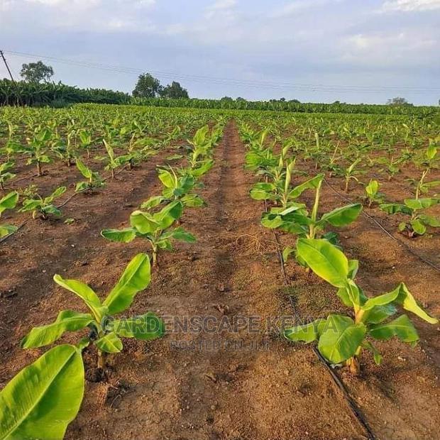 Plantain Banana Seedlings