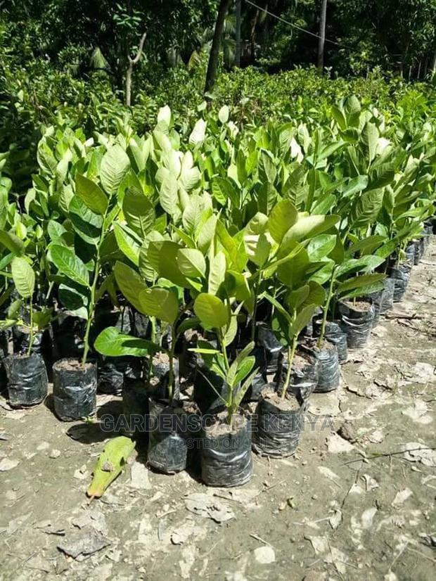 Custard Apple Seedlings - main view