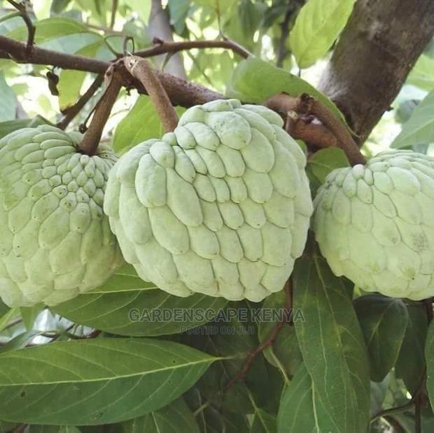Custard Apple Seedlings - thumbnail 2
