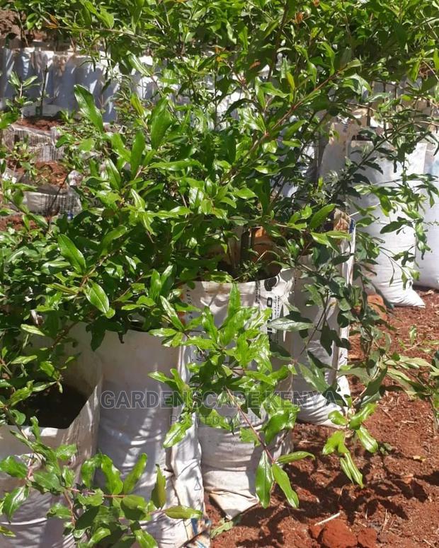 Pomegranate Seedlings - main view