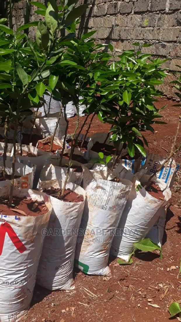 Grafted Pixie Orange Seedlings - main view