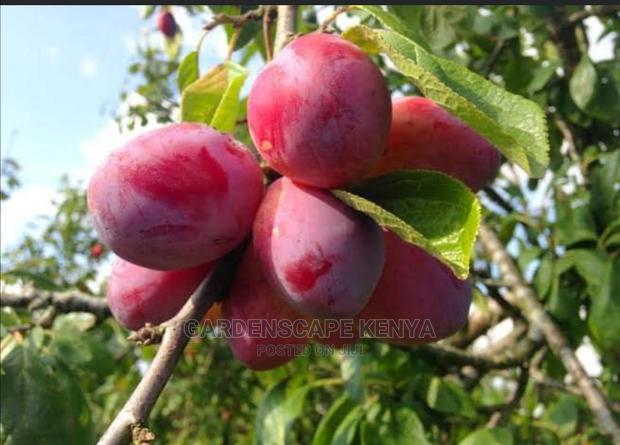 Plum Seedlings - main view