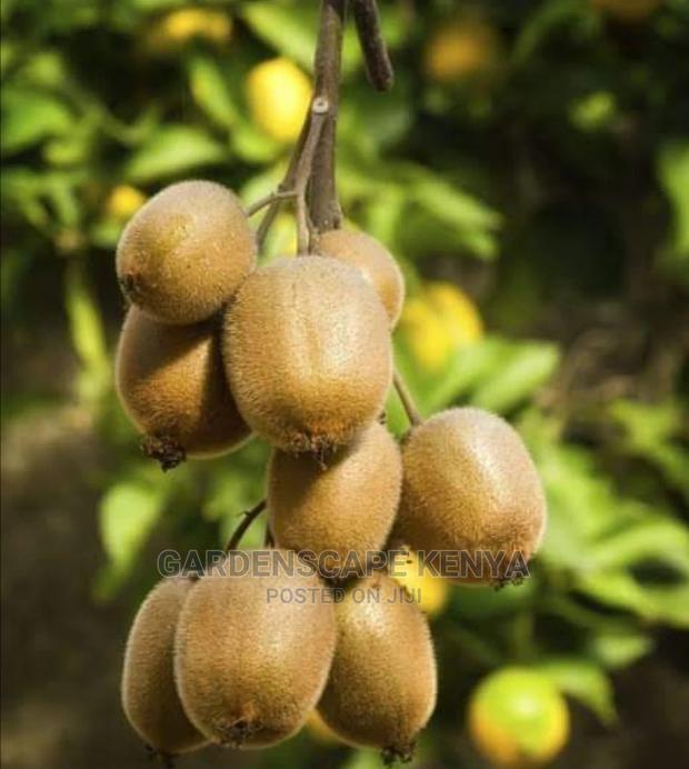 Kiwi Fruit Seedlings. - main view