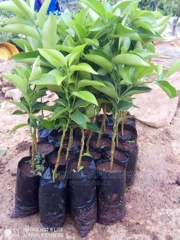 Tangerine Fruit Seedlings - main view