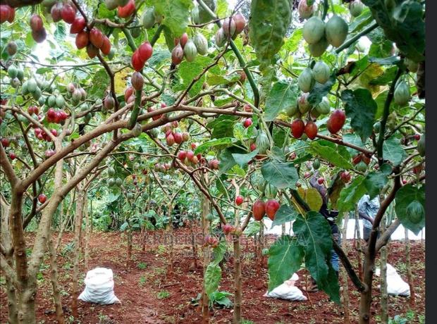 Grafted Tree Tomatoe Seedlings - main view