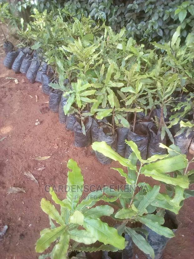 Macadamia Seedlings - main view