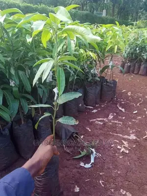 Grafted Mango Seedlings