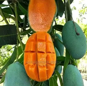 Grafted Mango Seedlings