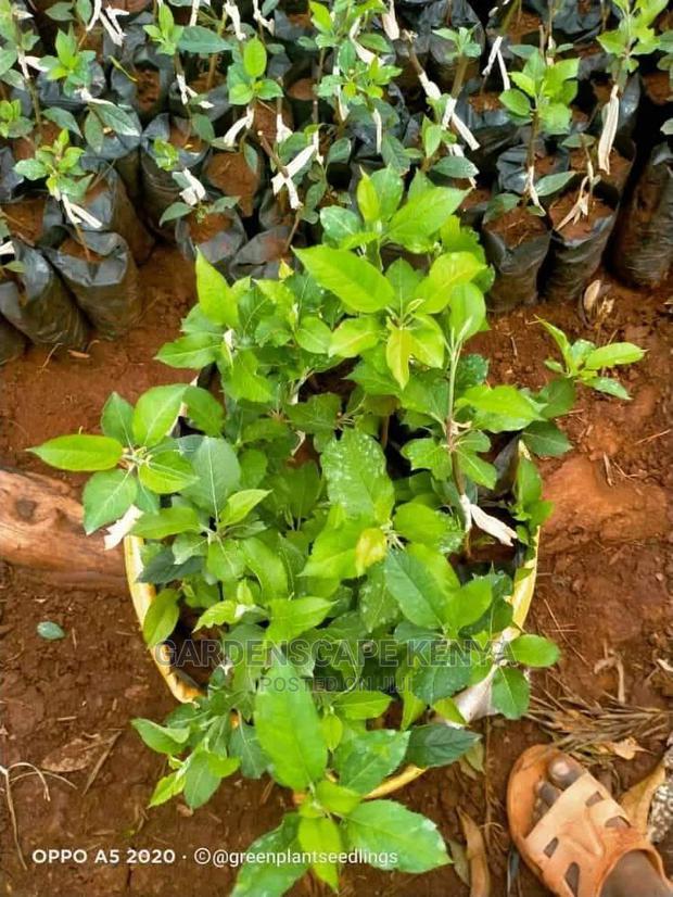 Grafted Pink Lady Apple Seedlings. - main view