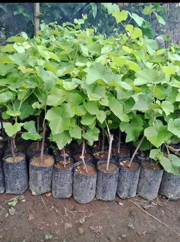 Grapes Seedlings - main view