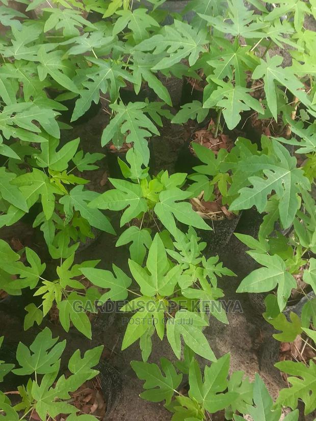 Dwarf Pawpaw Seedlings - main view
