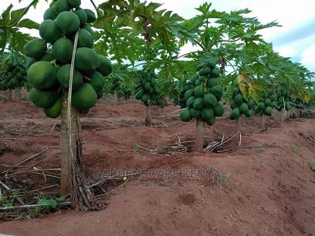 Dwarf Pawpaw Seedlings - thumbnail 2