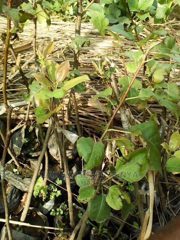 Pear Fruit Seedlings. - main view