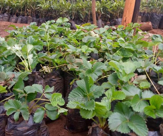 Strawberry Seedlings. - main view