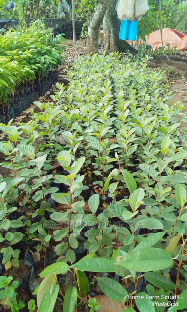 Guava Seedlings. - main view