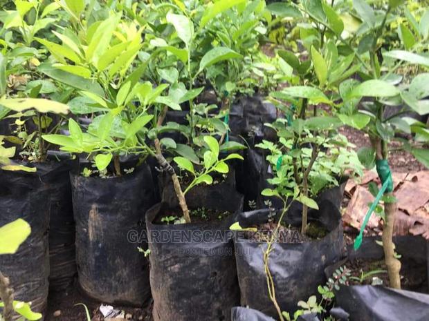 Grafted Lemon Seedlings - main view