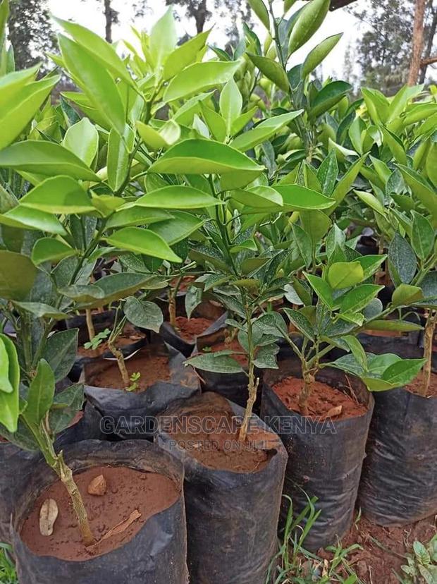 Grafted Lime Seedlings - main view