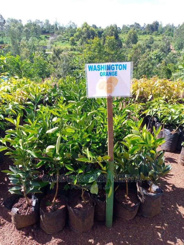 Washington Orange Seedlings - main view