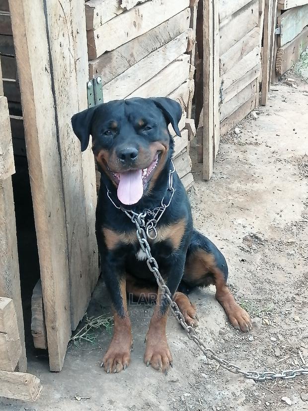 1+ Year Male Purebred Rottweiler - main view