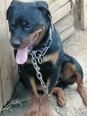 1+ Year Male Purebred Rottweiler