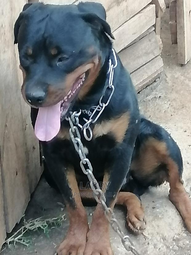 1+ Year Male Purebred Rottweiler - thumbnail 4