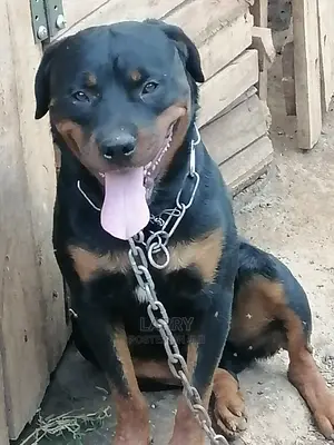 1+ Year Male Purebred Rottweiler
