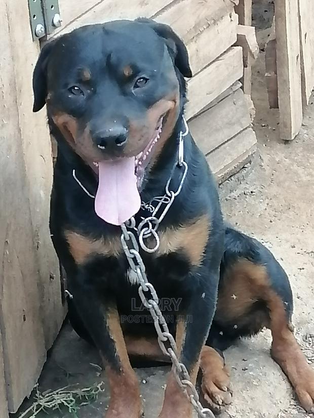 1+ Year Male Purebred Rottweiler - thumbnail 3