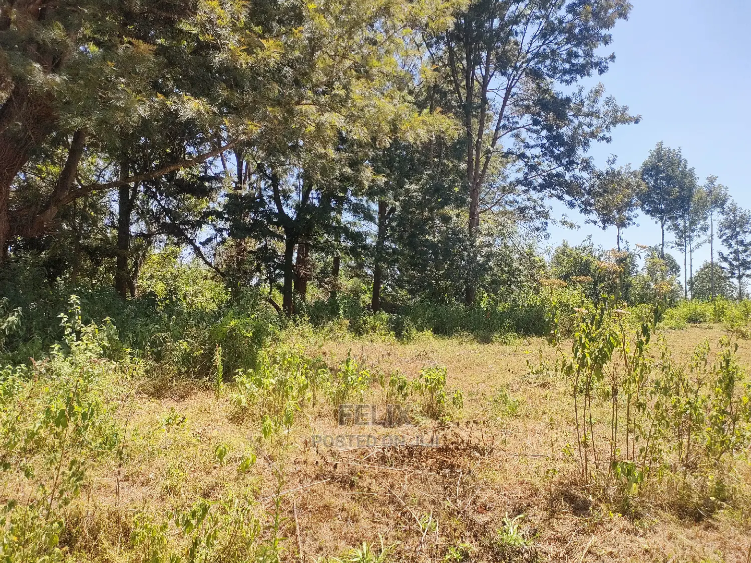 Karatina Ruthagati 5.5 Acres