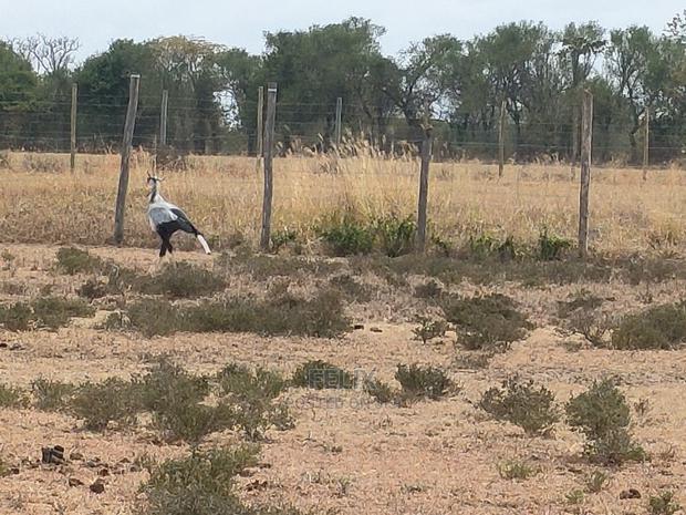 Nanyuki Sweet Waters - thumbnail 7