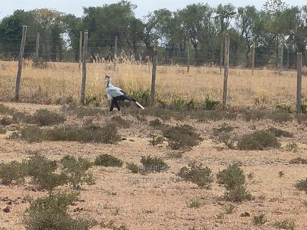 Nanyuki Sweet Waters - thumbnail 8