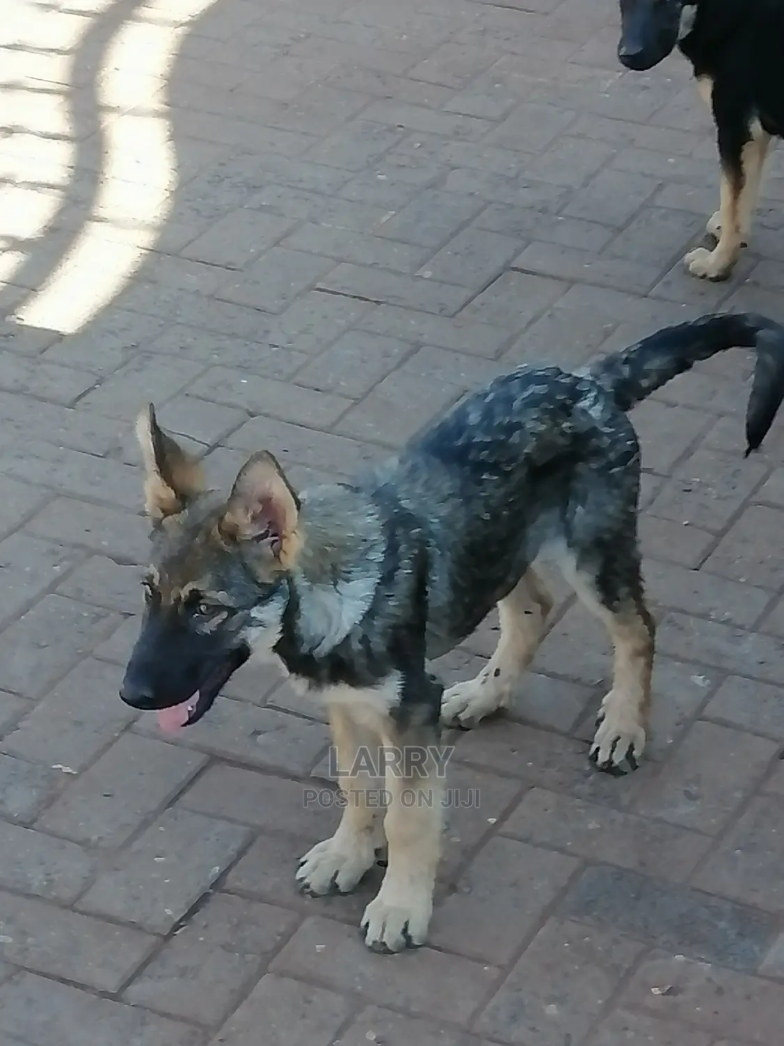 1-3 Month Female Purebred German Shepherd