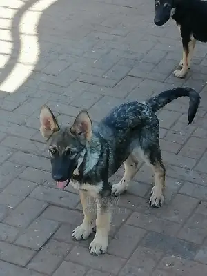1-3 Month Female Purebred German Shepherd