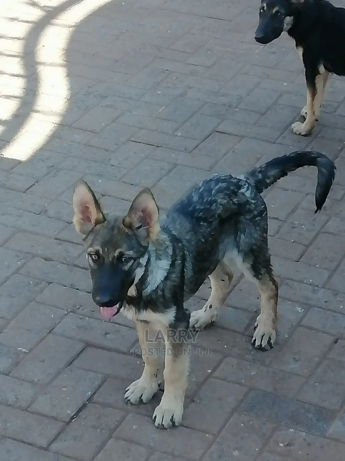 1-3 Month Female Purebred German Shepherd