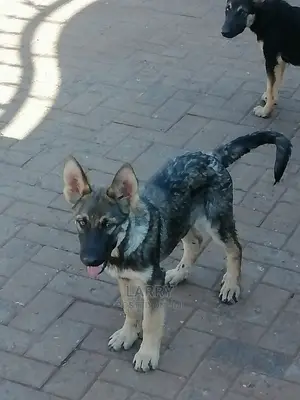 1-3 Month Female Purebred German Shepherd