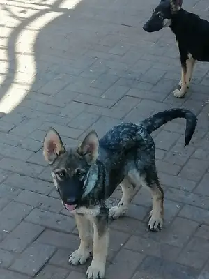 1-3 Month Female Purebred German Shepherd