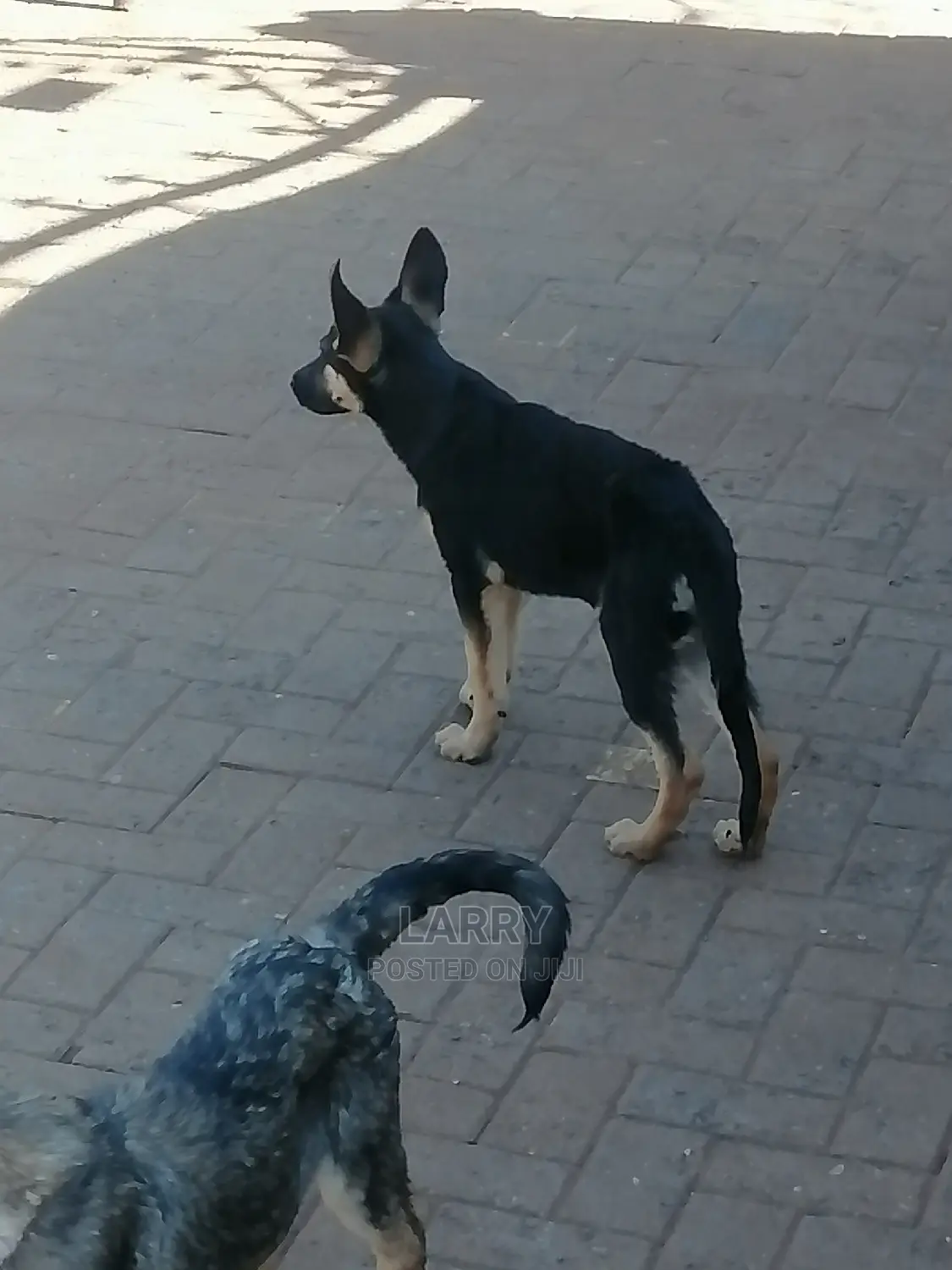 1-3 Month Female Purebred German Shepherd